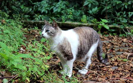 The attention of the domestic cat looking at his hunt.の写真素材