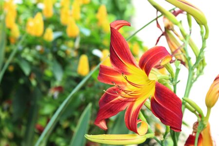 Beautiful flower announces spring in tropical country.の写真素材