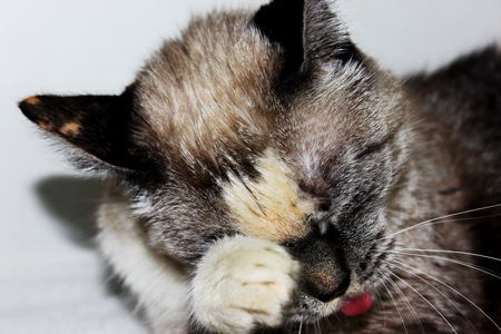 Photo of a gray cat disapponded with its tongue out.の写真素材