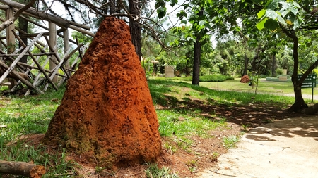 Termite mound next to the path in the park.の写真素材