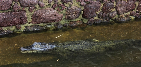 Greenish alligator rests on the lake after meal.の写真素材
