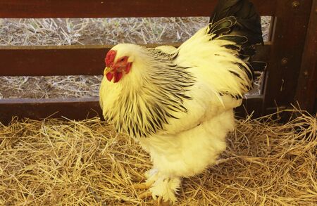 On the farm, a chicken stroll through the straw barn.の写真素材