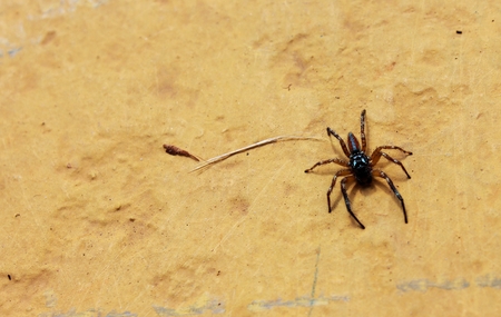 Beware of the spider on the wallの写真素材