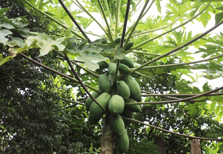 Still-green papayas on the foot in tropical springの写真素材