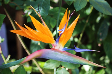 The bird of paradise plant requires time and dedication to produce good results in the long run.の写真素材