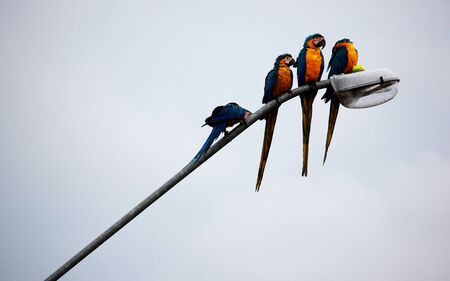 Colorful macaws rest on light poleの写真素材
