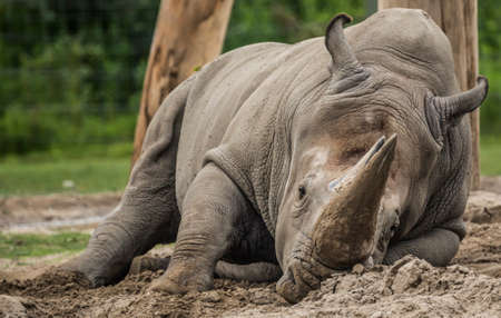 A White Rhinoceros at the local zoo, resting in the cool sand.の写真素材