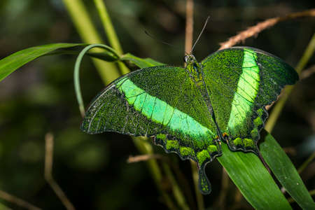 Close up of the Emerald Swallowtail Butterfly, illuminated by flash.
