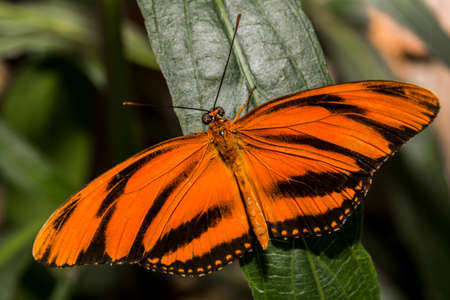 A bright orange Gulf Fritillary Butter with wings outstretched.の写真素材