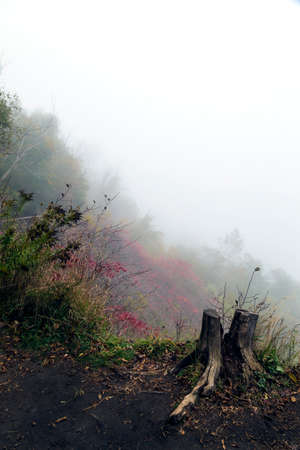 A very foggy day, high up on the bluffs at Guildwood Park.の写真素材