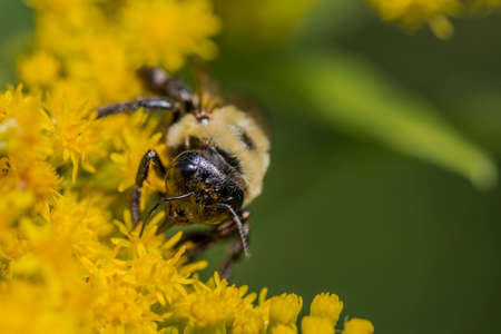 A busy little bee collecting pollen from yellow flowers.の写真素材