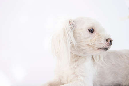 White Maltese bred dog on white background, pet.