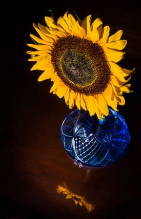 Single Sunflower in blue vase with reflection on table.の写真素材