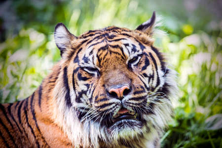 A very sleepy Siberian Tiger at the local zoo on a very hot day.の写真素材