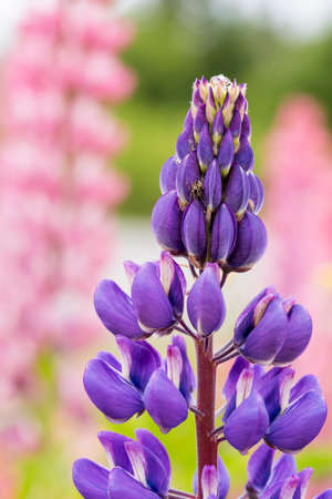 Close up of a single purple Lupine.の写真素材