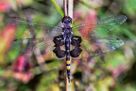 A dragonflies wing spread captured while resting, showing delicate wing patterns.の写真素材