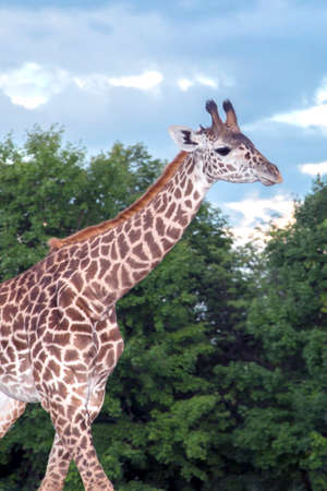 One of the Giraffes at the local zoo, walking.の写真素材