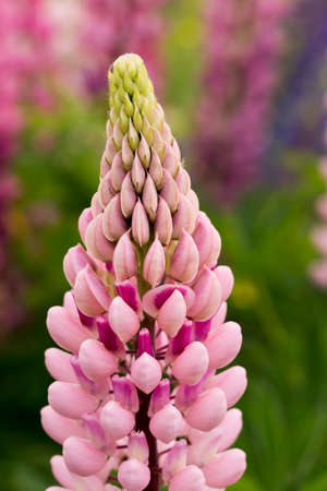 Close up of a single pink Lupine.の写真素材