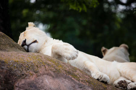 White Lion on a lazy summer day, resting.の写真素材