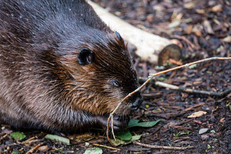 A Eurasian beaver of North Americaの写真素材