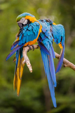 A bonded pair of Blue and Gold Macaws preening, pets.