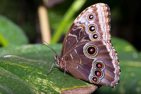 Close up of the Blue Morpho Butterfly.