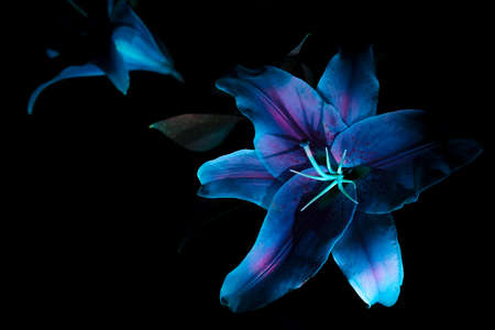 A White Lilly under Ultraviolet lighting.の写真素材