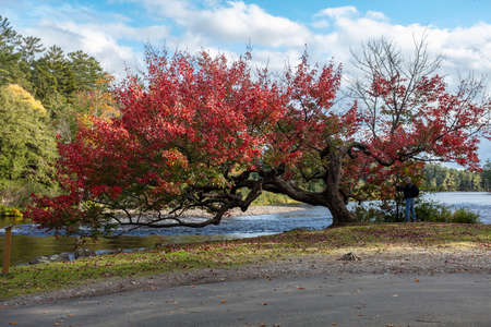 Beautiful fall colours on this old leaning tree on the river in Ontario, Canada.
