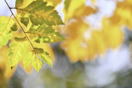 Autumn Tree Leaves on Light Green Backgroundの写真素材