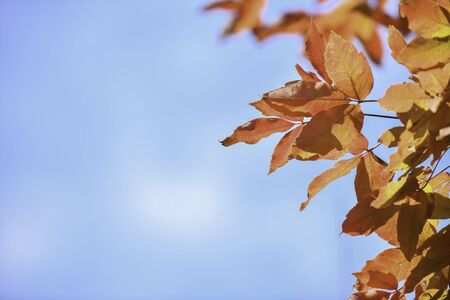Autumn tree leaves on blue sky backgroundの写真素材
