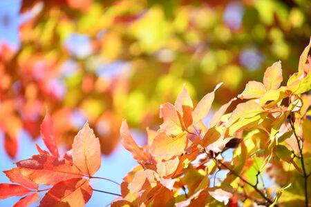 Autumn Tree Leaves on Light Red Background