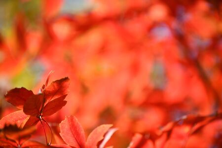 Autumn Tree Leaves on Light Red Background