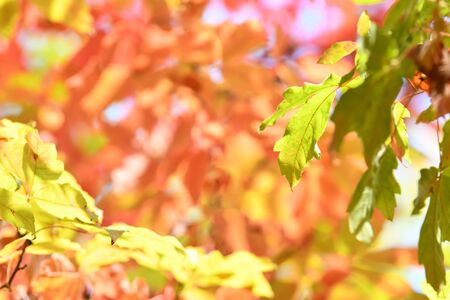 Autumn Tree Leaves on Light Red Backgroundの写真素材