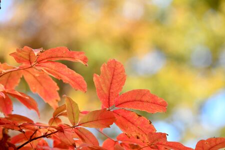 Autumn Tree Leaves on Light Red Backgroundの写真素材