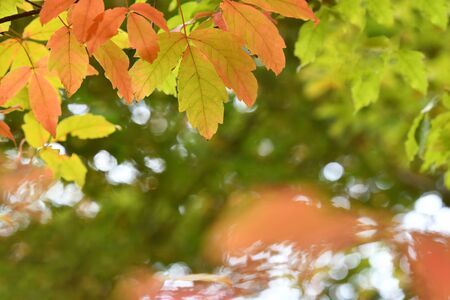 Autumn Tree Leaves on Light Green Backgroundの写真素材