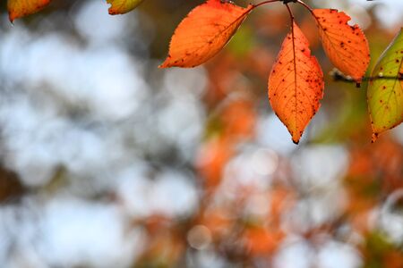 Autumn Tree Leaves on Light Green Background