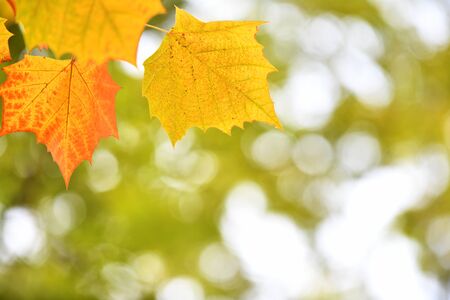 Autumn Tree Leaves on Light Orange Backgroundの写真素材