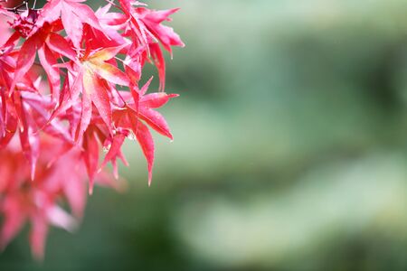 Raspberry fruit on light green backgroundの写真素材