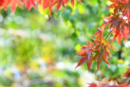 Raspberry fruit on light green backgroundの写真素材