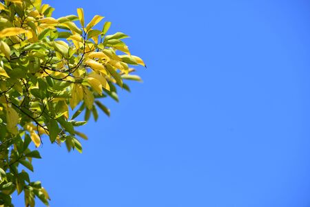 Autumn tree leaves on blue autumn sky backgroundの写真素材