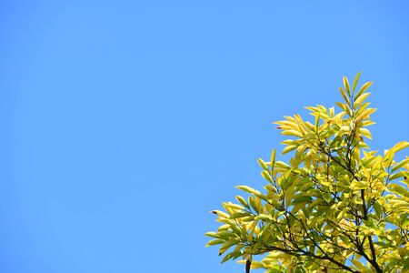 Autumn tree leaves on blue autumn sky backgroundの写真素材