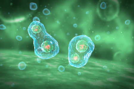 Cell Division Stages of Mitosis