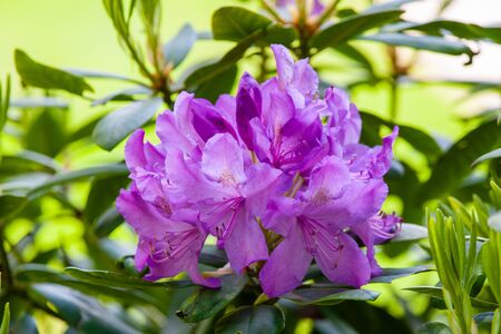 Nice flower of purple Rhododendron in the gardenの写真素材