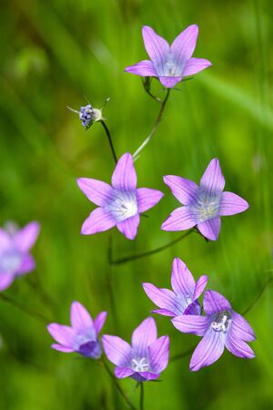Beautiful blooming bell flowersの写真素材