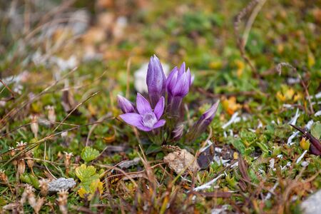 Beautiful natural crocuses in Alpsの写真素材