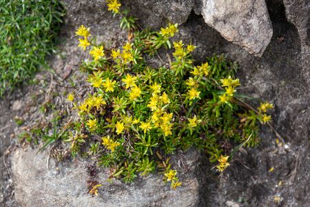 Beautiful sedum acre on the stoneの写真素材