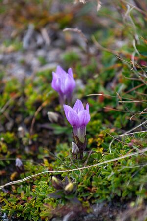 Beautiful natural crocuses in Alpsの写真素材