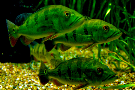 perches in the aquariumの写真素材