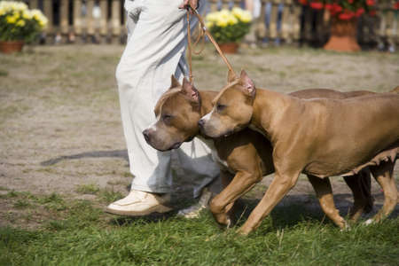 amstaff 03