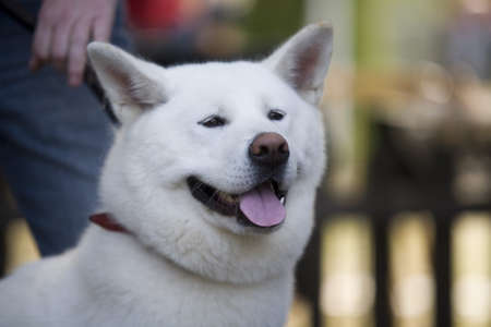 Huskyの写真素材